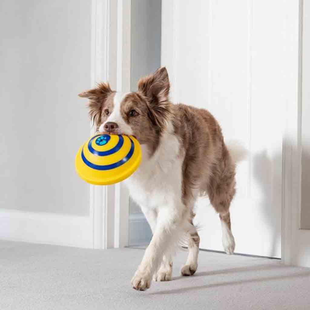 Indoor Interactive Throw & Fetch Toy