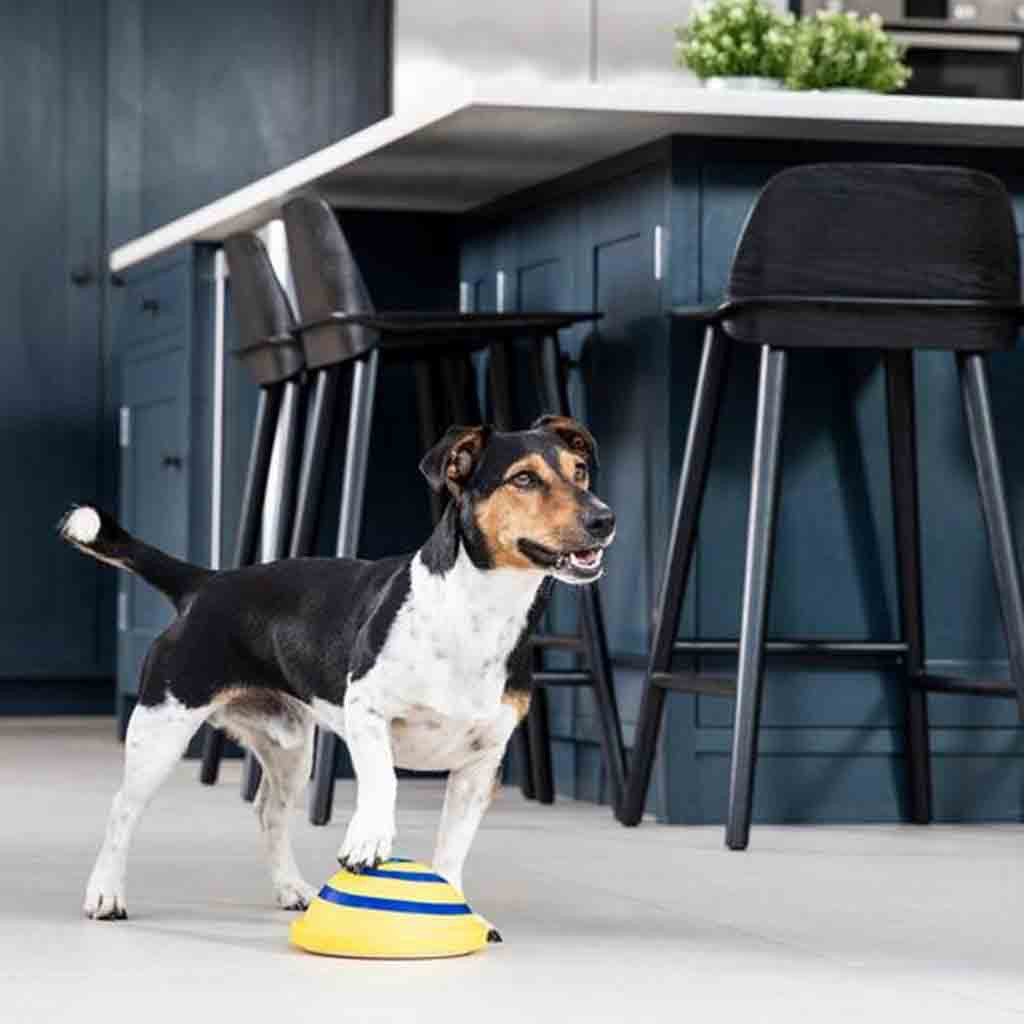 Indoor Interactive Throw & Fetch Toy