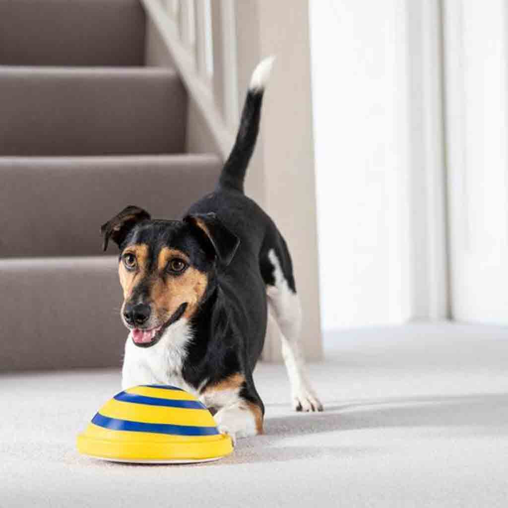 Indoor Interactive Throw & Fetch Toy