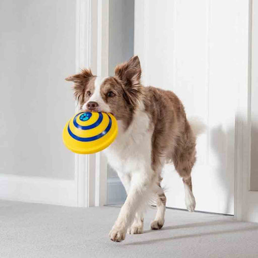 Indoor Interactive Throw & Fetch Toy