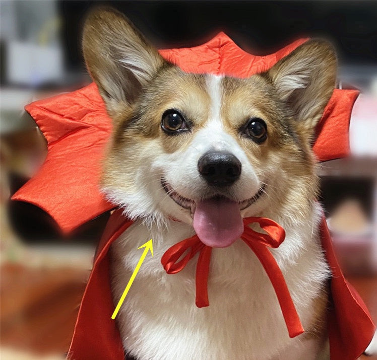 Halloween Cloak with Regal Collar